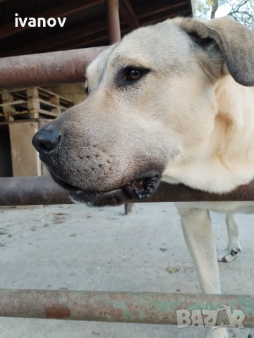 Кангал мъжки. За разплод, снимка 2 - Кангал - 52255194