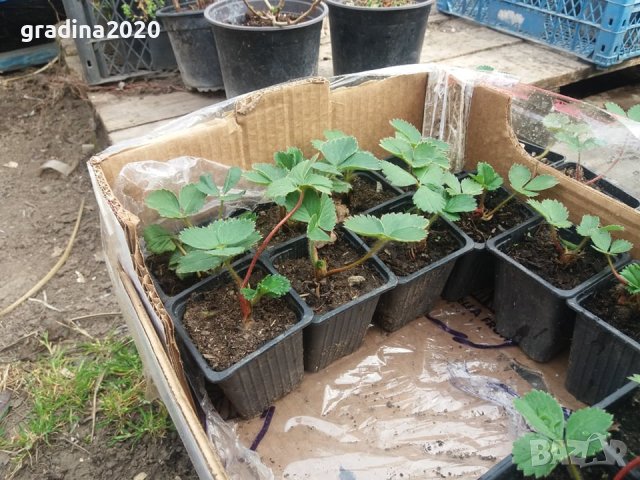 Ягода Максим - Strawberry Maxim Ягода гигант с прекрасен вкус и лесна за отглеждане, снимка 5 - Разсади - 39566676