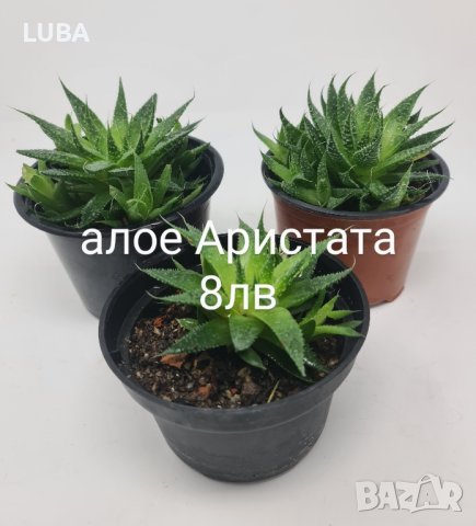 алое Аристата, снимка 6 - Стайни растения - 43375734