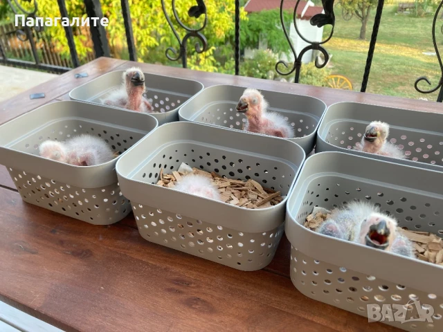 Папагал Жако - Конго, снимка 4 - Папагали - 51220696