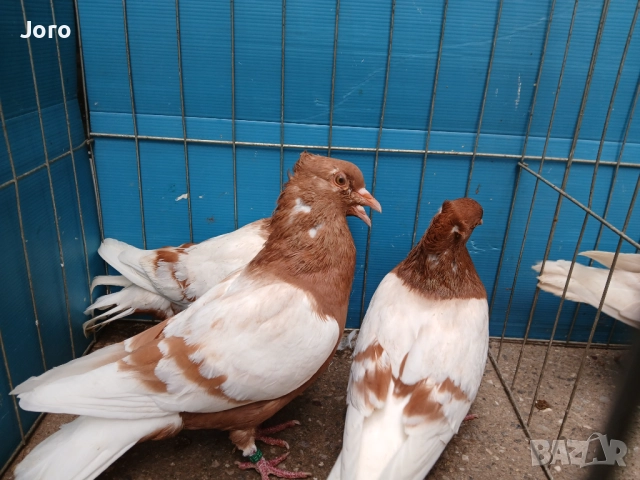 Джимпели Архангели , снимка 5 - Гълъби - 51633514