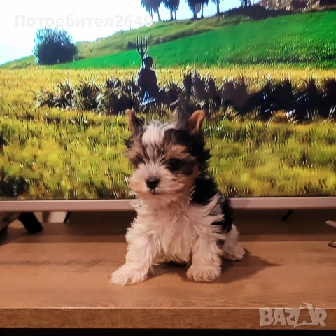 Бивер йоркширски териер (Biewer-Yorkie), снимка 5 - Йоркширски териер - 53409225
