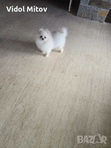 Мини Померан момиче , снимка 2 - Померан - 52515997