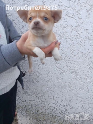 Продавам чихуахуа