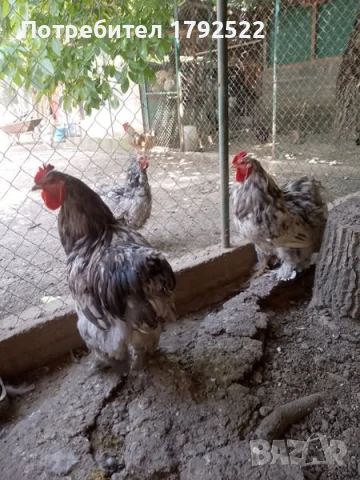 Петли брама на 1 г., снимка 1