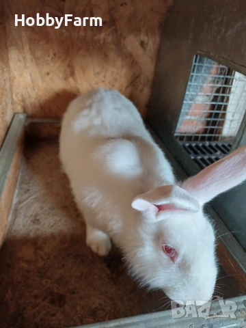 Зайци цика, снимка 6 - Други - 53220401