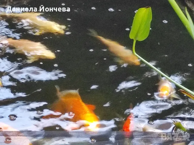 езерни риби Японски шаран кои 20- 30-40 см, снимка 2 - Рибки - 47149787
