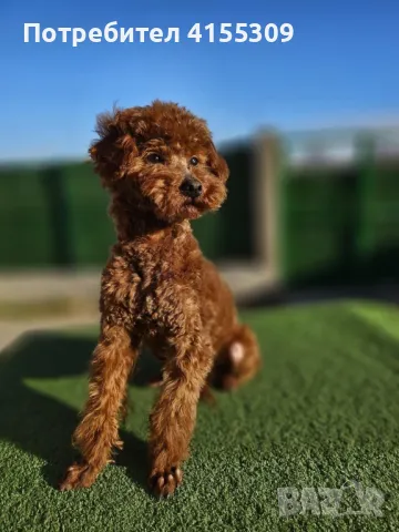 Той пудел 11месеца, снимка 1