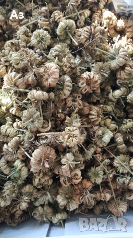 продавам семена на цветя Невен, реколта 2023 г., снимка 1 - Стайни растения - 29477905