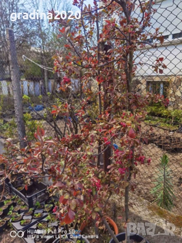 Декоративна червена ябълка Малус, снимка 9 - Разсади - 50369119