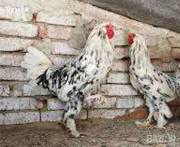 Кокошка Бреда, снимка 1