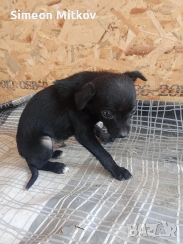 здравейте приятели продавам пинчер  на 2 месеца мъжко тел за връзка 0876891693, снимка 2 - Пинчер - 53290861