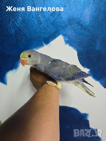 Малък александър, снимка 3 - Други - 34363436