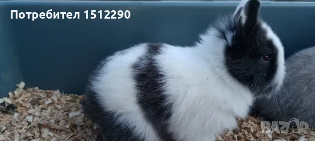 Малки декоративни зайчета, снимка 5 - Декоративни зайчета - 49376091