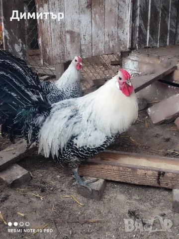 Разплодни яйца от Вествалска кокошка , снимка 7 - Кокошки и пуйки - 49088978