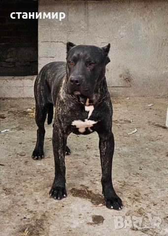 Преса Канарио / Дого Канарио , снимка 7 - Други - 41585132