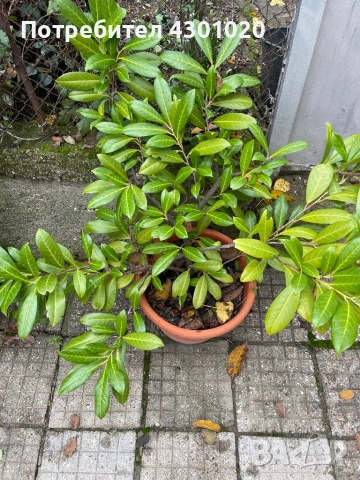 Цветя, снимка 3 - Разсади - 52350984