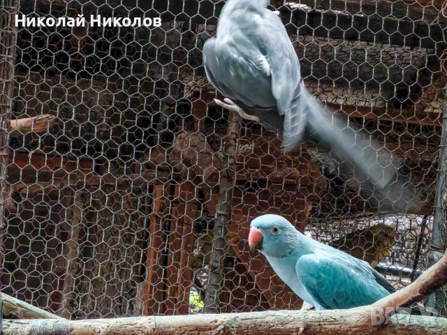 Малки александри, снимка 18 - Папагали - 51972524