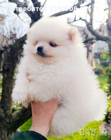 Померан, померанче