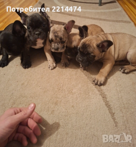 Френски булдочета, снимка 2 - Френски булдог - 52877847
