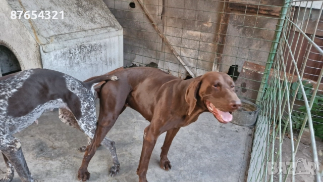 Курцхари, снимка 3 - Курцхаар - 52806772