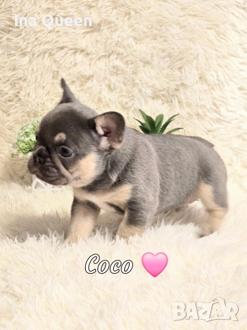 Lilac Tan френски булдог , снимка 2 - Френски булдог - 53437555