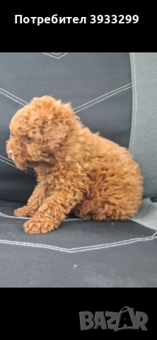 той пудел мини пуделче момче, снимка 7 - Пудели - 53531999