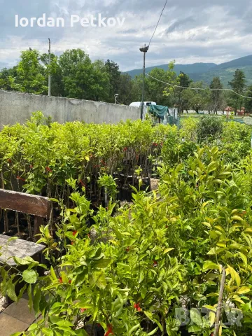 Цитруси Портокал , Мандарина , Лимон, снимка 2 - Стайни растения - 46164092