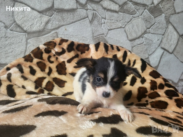 чихупинчер, снимка 2 - Пинчер - 53231165