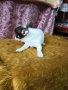 продавам Чихуахуа , снимка 8