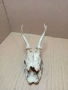 Стар Сувенир Череп С Рога. НОМЕР 724., снимка 3