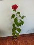 Китайски рози хибискус червена фуния, снимка 2