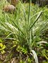 Декоративна пъстра трева Фаларис (Phalaris picta) за Вашата красива градина, снимка 5