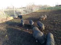 Продавам виетнамски прасета , снимка 1
