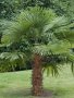 семена от  студоустойчива палма "Трахикарпус "