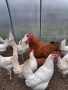 Петли орпингтон , снимка 3