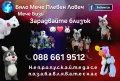 Бяло Мече , Lava Bear И Зайче за вашата незабравима изненада Обхват Северна и Северозападна България, снимка 1