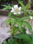 Розолистна малина Мяо Мяо( Rubus rosaefolius) И Ягодо малина (Астерик), снимка 4
