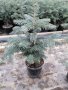 Кавказка ела, снимка 1 - Градински цветя и растения - 43034861