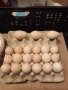 ПРОДАВАМ РАЗПЛОДНИ ОПЛОДЕНИ ПУЕШКИ ЯЙЦА, снимка 18