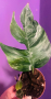 Epipremnum albo veriegat, снимка 1 - Стайни растения - 44892385