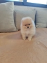 Померан мини шпиц , снимка 8