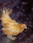 кокошки порода орпингтон и шабо , снимка 7