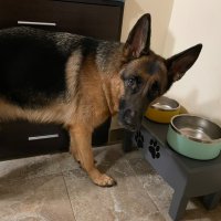 Поставка за храна/вода - куче, коте , снимка 15 - За кучета - 42967690