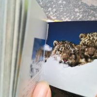Wildlife / Mini Cubе Book , снимка 4 - Енциклопедии, справочници - 43250446