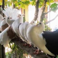 Продавам гълъби, Фенерлии , на капак , с цветни опашки , чисто бели , с гащи , снимка 1 - Гълъби - 34675193