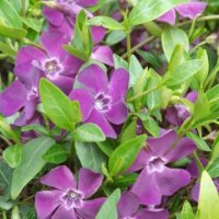 Винка Минор Атропурпуреа, Vinca minor 'Atropurpurea', снимка 2 - Градински цветя и растения - 43734275