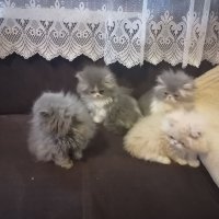 4 персийски котенца, снимка 3 - Персийска - 34677861