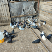Продавам гълъби, снимка 2 - Гълъби - 44863268