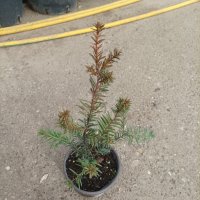 Taxus baccata, Тис, снимка 11 - Градински цветя и растения - 39717361